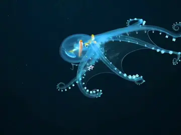 #GLASSOCTOPUS A fascinating and fun fact about the glass octopus is that it is nearly transparent! The glass octopus (Vitreledonella richardi) is a unique deep-sea cephalopod known for its translucent body, which allows it to blend seamlessly with its surroundings in the open ocean. Its body is gelatinous and delicate, lacking the pigmentation found in other octopuses #octopus #seacreatures #marinelife #fyp #animalenthusiast (sc yt: ScienceAlert) 