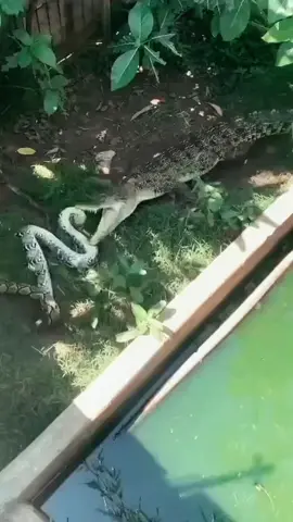 Who do you think will win? 🐊 vs 🐍 #aligator #anaconda #python #crocodile #wildlifephotography 
