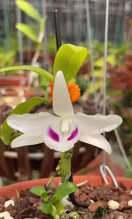 Mời ae thưởng lãm Huyền thoại Bướm Đại Ngàn khoe sắc 🌸 1 lần nữa khẳng định vẻ đẹp của bông được gọi là Huyền thoại 🌟🌟🌟🌟🌟 #Huyền_thoại_Bướm_Đại_Ngan  #xuhuong2023  #núi_rừng_tây_bắc 