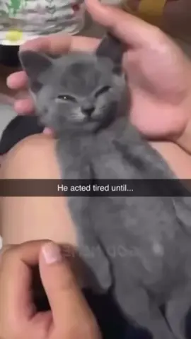 #catlover #funnycat #foryoupage #fyp #viral #tiktok #haha #funnyvideos #foryou #catsoftiktok 