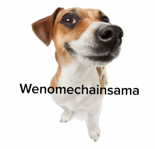 wenomechainsama 😘 tumajarbisaun 😜wifenloof ❤️eselifterbraun😰😭#wenomechainsama #oldmeme#dogsofttiktok#jackrusselterrier #fyp#fypシ #foryoupage #slaay 