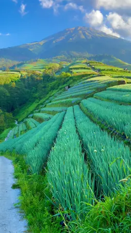 Teko losss #fypシ #xzbcya #fypシ゚viral #aquadulu #aesthetic #jalanjalan #wisata #sukomakmur #kaliangkrik #fyp #viraltiktok #viral #jelajahalam #pemandangan #viral_video #berandatiktok #explore #magelang 