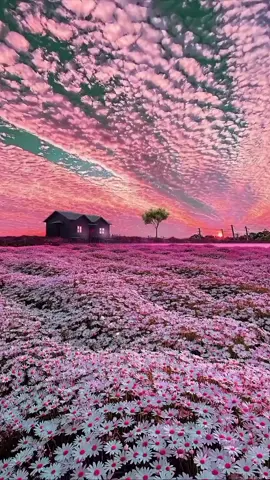 الطبيعة الزهرية ❤️‍🔥❤️‍🔥💖💝#foryoupage #tiktok #explore #folow #following #شعب_الصيني_ماله_حل😂😂 #شعب #الطبيعة_والجمال #تصويري📸  #لون #زهري🦩 #لايك__explore___ #متابعة😉 