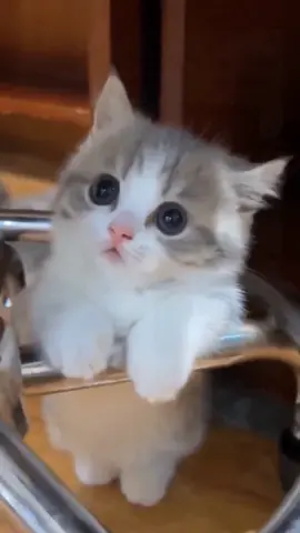 #pet#cat#cuet #fyp