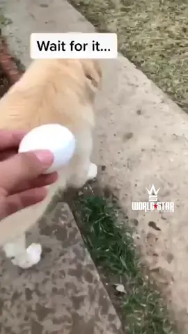 Well that was short lived 😂🥚🦮 (Via IG @soyangel._) #Worldstar #Pet #Viral