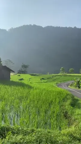 Cianjur punya😍😌😍#naturehealingvibes #langitaesthetic #pemandanganalam #beautifuldays #amazingview #naturecinematic #kampungsawah #healingvibes #niceview #storykatakata #itsabeautifulday #sawahpedesaan #cinematicalam #cinematicnature #roadtrip #travelaesthetic #nature #storyquotes #mudiklebaran 