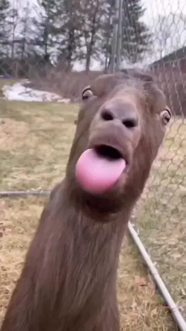 #animal#goat#funny#животное#смешной#козел
