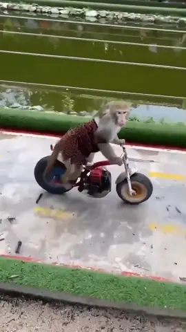 #4u #foryou #animals #tiktokindia #viralvideo #viralvideos #dog #news #viraltiktok #instagram 