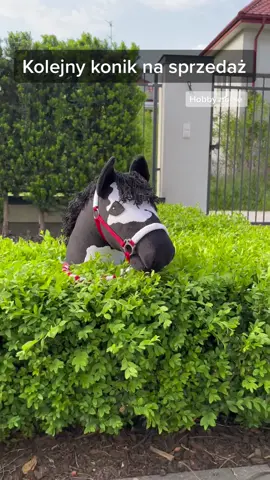 Kolejny koniki ponownie na sprzedaż 😍🥰 #hobbyhorse #dlaciebie #foryou #hobbyhorsing 