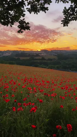 Poppy season is almost here // #foryou #fyp #travel #nature #countryside 