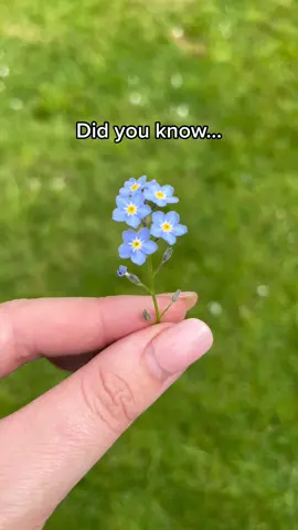#forgetmenots #flowers #baking #edibleflowers #prettybakes #blueflowers #DidYouKnow #beginnergardener #findingnewhobbies 