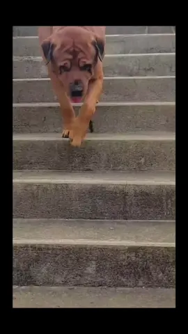 #amor #cachorro #amor #natureza #belezanatural  MEU DOG ROTT-LATA , MISTURA MÃE ROTEWEILLER X PAI , AMIGUINHO DA RUA 😂❤🐕💙MEU 