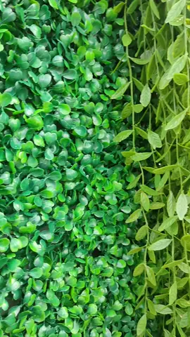 @Pusat Rumput Sintetis. daun dolar sintetis decorasi dinding  #fyp #xyzbcafypシ #rumputtiruan #rumputsintetismurah #bunga #fypdongggggggg #pusatrumputsintetis #bungaartificial #homedecor #grass 