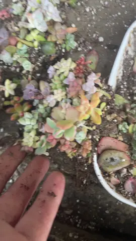 Satisfaction guaranteed. #succulents #succulentaddict #propagation #plantsoftiktok 