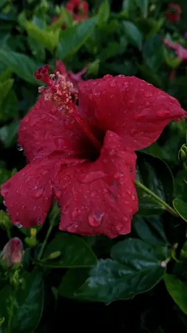 Raindrops falling on roses  #flowers 