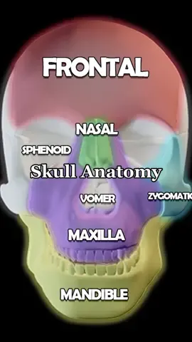 Skull Anatomy 101: Maxilla, Nasal, Zygomatic, Lacrimal Bones #3d #animation #skull #anatomy #bones 