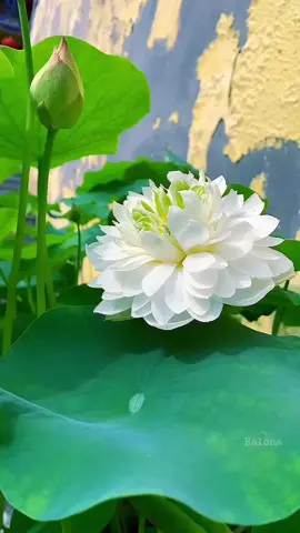 Buổi sáng thật tốt lành! Chỉ mong tâm an  giữa dòng đời vạn việc.... #hoasentrang #hoasencuaphat #binhyen❤️ #anlanh #xuhuong 