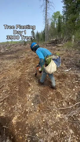 #trees #treeplanting #treeplanter #planttrees #plantingtrees #CapCut 