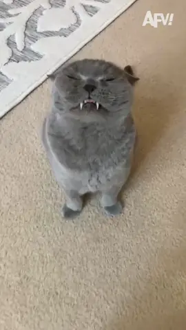 I’m a fan of Henry 😻 #afv #cat #funnyvideos #cute #pet 