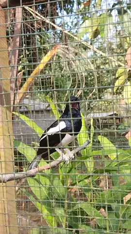 ocehan santai di pagi hari, pancingan kacer ngeplong #pancingankacer #pancingankacerbukaekor #pancingankaceremosi #pancingankacerbahan #pancingankaceragargacor #pancingankacermacetbunyi #kacer #kacermaniaindonesia #celengplayerindonesia #kacergacor #kacerjuara #kacerbagong #kacerngobra #kicaumania #kicaumaniaindonesia #kicaumanianusantara #kicauburung #hobiburung 