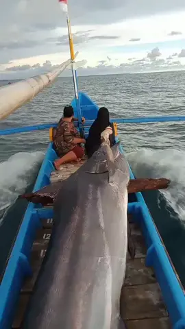 MANCING DI TENGAH LAUT PAKAI PERAHU DAPAT IKAN BESAR #fyp #fypシ゚viral #fypシ #ikanbesar #babon #mancing #mancingmania #tiktokindonesia #breakingnews #berandatiktok #tiktokvideo #tiktokviral #TikTokPromote #indonesia #banten #cilegon 