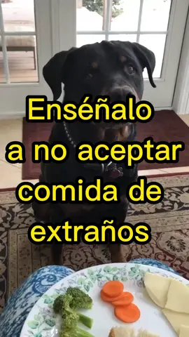enseña atu perro a no recibir comida de extraños. #educatuperro #norecibircomidadextraños#cachorrointeligente #cachorro #educacióncaninaenpositivo