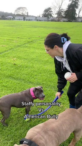 When your dogs are complete opposite 😅 #staffy #bluestaffy #puppy #dog #dogs #newzealand #americanbullypocket #bullybreeds #luluandtuktuk #auckland #dogsoftiktok #americanbully #pup #pups #nz #doglover 