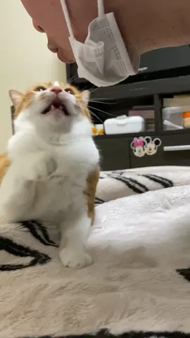 「🐱funny meow compilation」   主の口臭を嗅いだ時の変な鳴き声総集編1。　#猫  #猫のいる暮らし  #cat  #catsoftiktok #cutecat #funny
