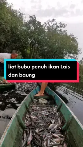 liat bubu penuh ikan Lais dan baung#anaknelayan #mancingmania #ikantoman #fishinglife 