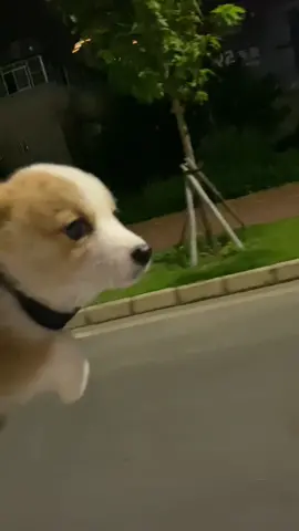#puppylove #pet #corgi #cutevideo #fyp #viral #xuhuong #trending 