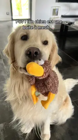 Sauf que tu la retournes pas, juste tu caresses la tete 😅 #goldenretriever #fyp #pourtoi #foryou 
