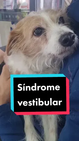 He dudado si contaros ahora o esperar a que esté resuelto. Pero he decidido contarlo, pero estamos positivos, porque ya hemos pasado antes por esto. Ella está incómoda, pero descansando mucho, su cuerpo poquito a poco se irá recomponiendo y encontrando el equilibrio. Graco quedó con la cabeza ladeada pero siguió haciendo después vida normal.  Os iremos contando, pero sí os pido que no me preguntéis por ella por privado. Sé que es amor y preocupación pero cuando veo que no puedo contestaros me agobio mucho. Todas las novedades las pondré públicas ¿vale? Gracias ❤️  Vamos, Wilma. ¿Cómo te puedo querer tanto, niña? P.D. Si creéis que estamos pasando una mala racha, no os contamos nada personal ni de familia, pero desde luego una purificación no nos vendría mal. #sindromevestibular #perromayor #perroanciano #vértigo 