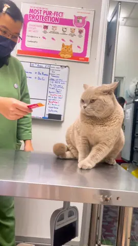 #catdeflea #deflea #kucing #cat #cats #catvet #vetcat #catveterinarian #vet #vetvisit #kucingmalaysia #catmalaysia #catsmalaysia #malaysiacat #malaysiacats #veterinar #veterinaria #veterinary #catoftheday #catoftiktok #catoftheworld #angrycat #funnycats #cutecat #ubatkutu #ubatkutukucing #ubatcacing #ubatcacingkucing #catdeworm #deworm