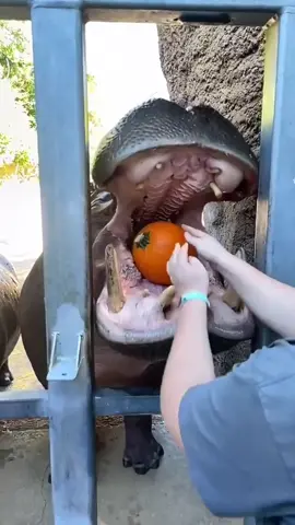 #animalshavefeelingstoo #foryou #4u #animals #tiktokindia #viralvideos #dog #news #instagram #viraltiktok #animalsfunny #tiktoker 