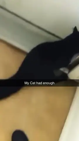 #funnyvideos #joke #cat 