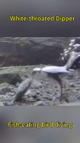 A rare bird!  Do you know what kind of bird this is?      Let me take you to see the most beautiful birds in the world!#tiktok #bird #foryou #Rare #primeval #camera #like #cute #recommendations #inseparable #healing #happy #appreciated 