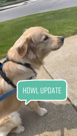 Replying to @butterfly___girl22 update on his howl performance!! Do you think hes redeemed himself? #goldenretriever #goldensdaily #doghowl #funnydogvideos #goldenpuppy #konabear #goldenbearkona #dogsiren 