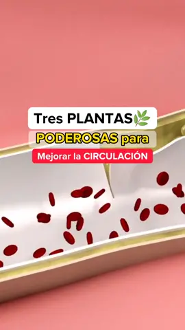 ¡Mejora tu circulación con estas poderosas plantas! 💚🌿 1-Romero 2-Jengibre  3- Tilo ⏩Aprende remedios naturales para mejorar tu salud con nuestro curso online haz clic en el link en la biografía #circulacion #malacirculaciondesangre #circulacionsanguinea #malacirculacionenlaspiernas #mejoralacirculacion #romero #jengibrer #hierbascurativas 