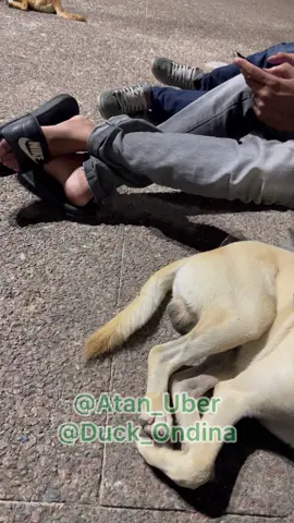 Fica ai mexendo com quem ta queto 😂😂#dogsoftiktok #cachorro #VídeosDeCachorros #cachorrosfelizes #vidadecachorro #puppylove #perritosfelices #funnydog #puppylover #cachorrofeliz #cachorrosnotiktok #cachorrosfofos #adotandocachorro #puppydog #cachorrosiberiano #cãesfofos #memesengraçado #dog #puppy #perritos 