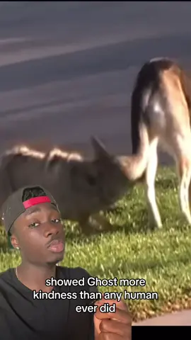 Definitey need a new mic, suggestions would be greatly appreciated #dog#coyote#pets#petstory  