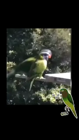 perico bailador #funnymemes #animalesdivertidos #animalesgraciosos #videosdehumorchistes #pajaro #Lorosquehablan #Lorosgraciosos 