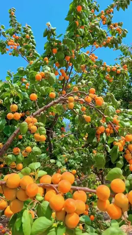 Apricots #apricot #fruit #scenery #peace #beautiful #ripe #scene #fypシ #fpv #hot #view #tiktok #calm #fyp #foryou #follow #nature #enjoy #foryoupage #wow #life 