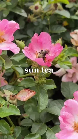 You know its officially summer when sun tea is being made