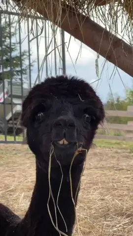 #animals #viral #video #trending #new_trending #fyp #fypシ #foryoupage #animal #tiktok #4us #funny 