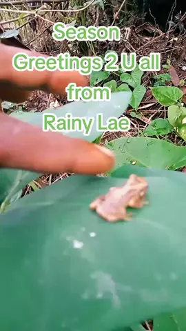 Rainy season Greetings 🌧️☔👍 #RossptrCamSpeakSlezRandomVideos #PNG #RandomVids #Seasongreetings #fyp #Viraltiktok #Rainnyseason #Frog