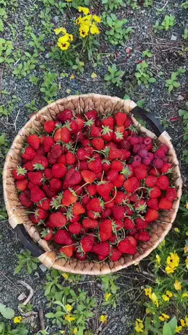 🍓🍓🍓🍓  #growyourownfood #strawberry #strawberryharvest #raspberry #gardenharvest 