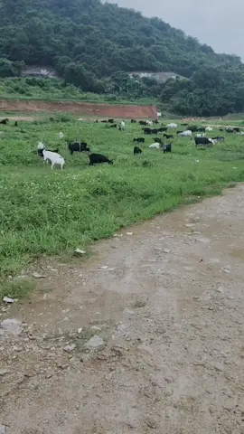 arep di apsen siji2 Yo gk iso,,piye trusan ngene Ki,,, #putrabungkarno🥰yunglongcity