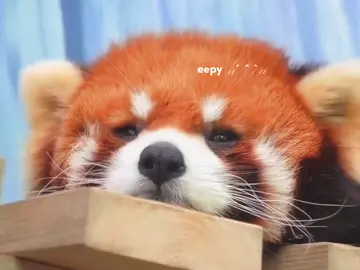 #REDPANDA ૮ ୭ ˶ˊ 0 ˋ˵ ɞ Here's an adorable fact about red pandas: Red pandas have a unique adaptation that allows them to handle cold weather. They have a dense and bushy tail, which serves as a cozy blanket to wrap around themselves for extra warmth during chilly days and nights. Isn't that just adorable? #アカパンダ #panda #fyp #animalenthusiast (sc yt: red panda's home) 