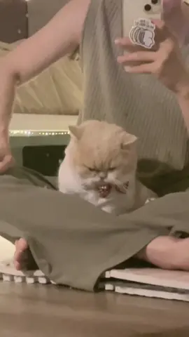 cat angry #fattycat #catlover #catworld #funnycat #catplanet #headcircle #roundcathead #catclub #catlife #cutecat #xutecat #catmakemehappy #petlover #pet_lover9836 #catemoji #fasinatedcat 