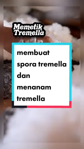 cara membuat spora jamur putih atau tremella tramella yang di tanam di atas ramuan jamu terlihat biasa namun penuh nutrisi dan kolagen nabati #menanamtremella #tremella #bokni #peachgum #jamursalju #waletsalju #makanansehat #makananviral #fyp #foryou #richelynchloe #collagen #kolagen #paketpeachgum 